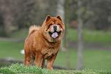 CHOW CHOW 771